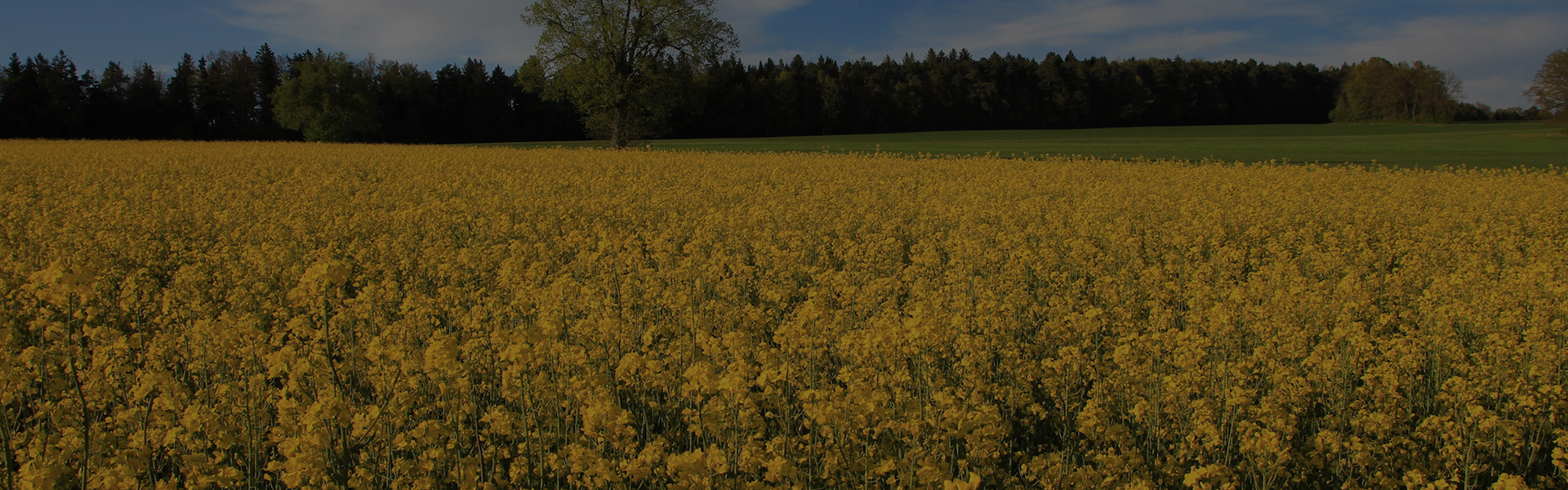 Bienvenue Sur Saveurs De Saisons